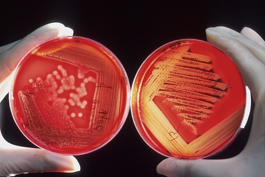 Gloved hands working with culture plates in a lab