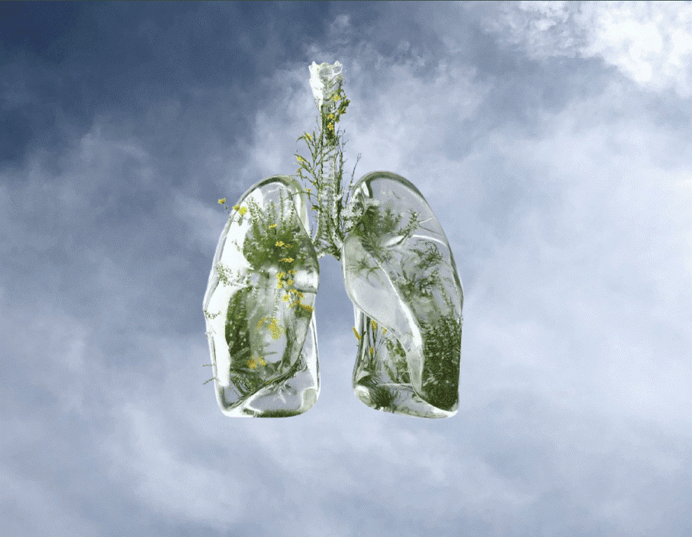 Healthy lungs surrounded by fresh greenery and wildflowers