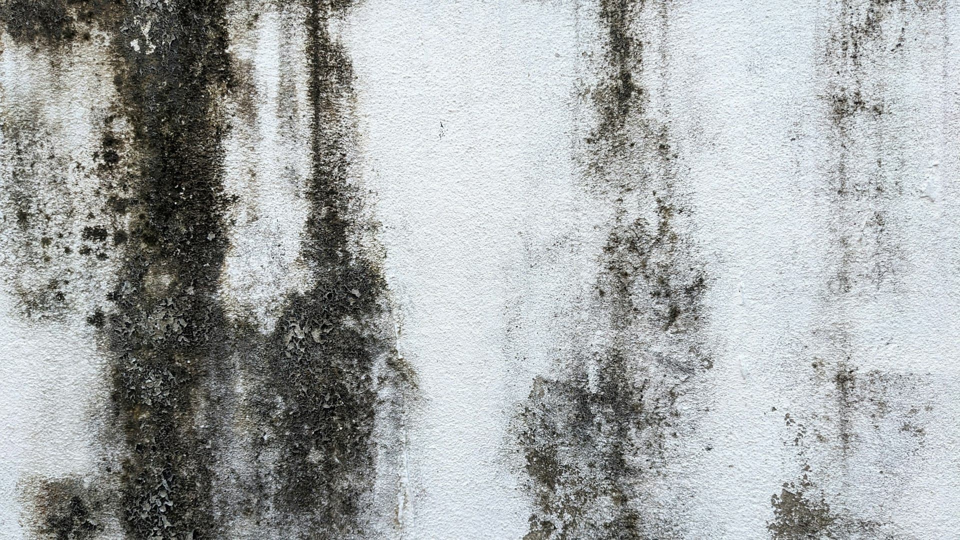 Wall with visible black mold staining